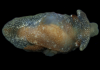 New species of sea creature discovered by scientists in UK waters | UK News