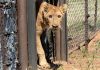 Lions traumatised by war find sanctuary – but for some there is no bite or fight left | World News