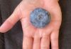 Blueberry grown in Australia smashes Guinness World Record as world’s heaviest | World News
