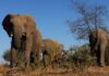 Botswana threatens to send 20,000 elephants to Germany | Environment News