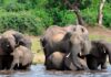 Elephant in the room: Why Botswana, Namibia want fewer of the gentle giants | Wildlife