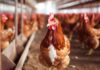 H5N1 bird flu outbreak: Here’s everything you need to know