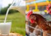 H5N1 bird flu outbreak: Can you eat milk, eggs and chicken?