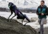 Headless, dog-sized robot to patrol Alaska airport to prevent bird strikes | Science & Tech News