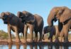 Botswana offers 20,000 elephants to Germany in diplomatic spat over trophy hunting | World News