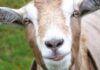 Italy: Tiny Sicilian island giving away goats as tensions grow over rapidly expanding animal population | World News