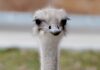 Ostrich dies after swallowing zoo worker’s keys | US News