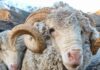 New Zealand: Ram shot dead after elderly couple found dead in paddock at their home near Auckland | World News