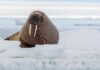 Tourist fined for getting too close to Walrus in Norway | World News