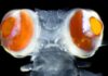 Marine worm with ‘googly eyes’ 20 times heavier than its head may see in completely new way | Science & Tech News