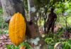 Ivorian cocoa farmers ‘barely survive’ while chocolate company profits soar | Agriculture