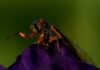 Photos: Up close and personal, cicadas display nature’s artwork | Environment