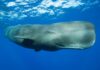 Scientists discover sperm whale ‘phonetic alphabet’ | Science and Technology News