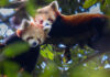 How India is racing against time to save the endangered red panda | Al Jazeera