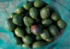 Armed highway thieves steal 40 tonnes of avocados in Mexico | World News