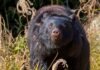 Bear alert in Japan after man found dead and police officers mauled | World News