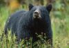 Arizona teenager saved by brother after black bear barges into cabin and attacks him | UK News