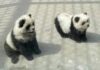 Chinese zoo under fire after dyeing dogs black and white for ‘panda’ exhibit | World News