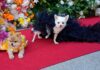 Pet Gala pictures: Best-dressed dogs on this year’s red carpet | Ents & Arts News