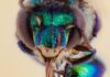 Incredible close-up photos of bees go on display in Liverpool | Science & Tech News