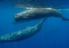 Artificial intelligence being used to decode sperm whales’ language as ‘phonetic alphabet’ is identified | Science & Tech News