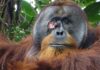 Orangutan seen using medicinal plant to treat wound in first for wild animals | World News