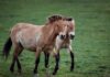 Wild Przewalski’s horses return to Kazakhstan after 200 years | Wildlife News