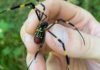 Are giant, venomous Joro spiders about to invade New York? | Editorial