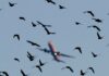 How and why do flocks of birds collide with aeroplanes? | Aviation News