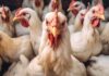 H5N2 bird flu infects 4-year-old, India’s first human case since 2019