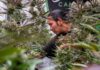 ‘Sovereign flex’: How a tribe defied a US state with a cannabis superstore | Indigenous Rights News