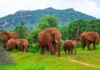 Do elephants really call to each other by name? | Wildlife News