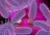 Flesh-eating virus spreads in Japan: All about the infection