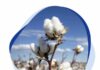 Sourcery’s new report details challenges and progress on ‘Know Your Grower’ programme in India and Pakistan