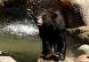 California: Woman found dead in mountains was victim of state’s first fatal bear attack | US News