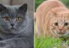 AI can now detect if cats are in pain by scanning feline faces | Science & Tech News