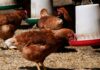 First confirmed human case of bird flu H5N2 has died, says World Health Organisation | World News