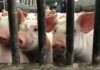 China targets EU pork as threat of trade war escalates | Business News