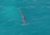 Spanish police share footage of shark after sighting prompts closure of popular tourist beach for two days | World News