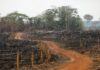 Colombia deforestation fell to historic low last year | Environment News