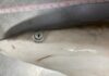 Why have Brazilian sharks tested positive for cocaine? | Drugs News