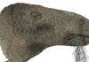 Most complete dinosaur fossil in a century discovered on the Isle of Wight | Science & Tech News