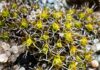 ‘Super moss’ discovered that could help sustain life on Mars | Science & Tech News