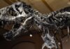 Tyrannosaurus rex could have been even bigger than previously thought, study suggests | Science & Tech News