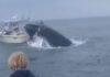 Breaching whale capsizes fishing boat off New Hampshire coast | US News