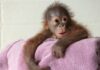 New mothers breastfeed in front of endangered orangutan to try to show her how to care for baby | Climate News