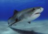 Boy, 16, ‘decapitated’ by shark while fishing in Jamaica | World News
