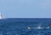 Whale interrupts Olympic surfing in spectacular fashion in Tahiti | World News