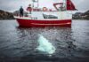 ‘Russian spy’ whale Hvaldimir found dead in Norway | Environment News