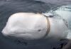 ‘Russian spy’ whale Hvaldimir killed by gunshots: Animal rights groups | News
